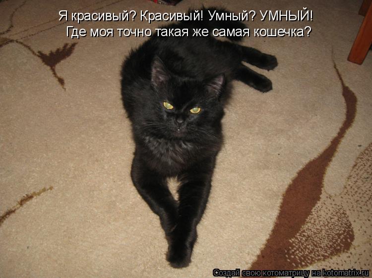 Я красивый? Красивый! Умный? УМНЫЙ! Где моя точно такая же самая кошечка?... Котоматрица: Я красивый? Красивый! Умный? УМНЫЙ! Где моя точно такая же самая кошечка?