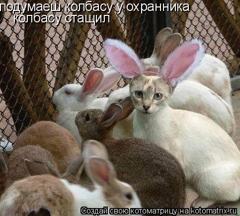 подумаеш колбасу у охранника колбасу стащил... Котоматрица: подумаеш колбасу у охранника колбасу стащил