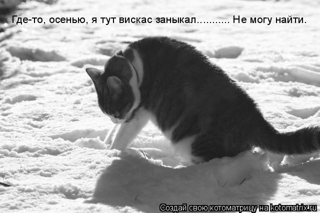 Где-то, осенью, я тут вискас заныкал........... Не могу найти.... Котоматрица: Где-то, осенью, я тут вискас заныкал........... Не могу найти.