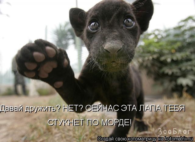 Давай дружить? НЕТ? СЕЙЧАС ЭТА ЛАПА ТЕБЯ СТУКНЕТ ПО МОРДЕ!... Котоматрица: Давай дружить? НЕТ? СЕЙЧАС ЭТА ЛАПА ТЕБЯ СТУКНЕТ ПО МОРДЕ!