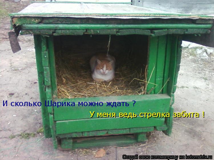 Котоматрица: И сколько Шарика можно ждать ? У меня ведь стрелка забита !