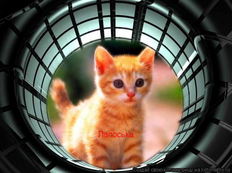 Лапоська... Котоматрица: Лапоська
