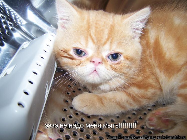 ээээ не надо меня мыть!!!!!!!!!... Котоматрица: ээээ не надо меня мыть!!!!!!!!!