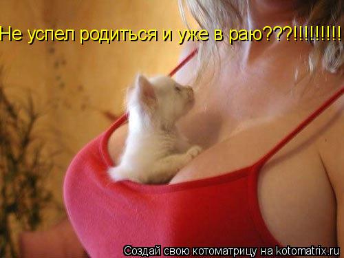 Не успел родиться и уже в раю???!!!!!!!!!!!!!!!!... Котоматрица: Не успел родиться и уже в раю???!!!!!!!!!!!!!!!!