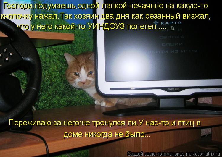 Господи,подумаешь,одной лапкой нечаянно на какую-то кнопочку нажал.Так хозяин два дня как резанный ви... Котоматрица: Господи,подумаешь,одной лапкой нечаянно на какую-то кнопочку нажал.Так хозяин два дня как резанный визжал, что у него какой-то УИНДОУЗ поле