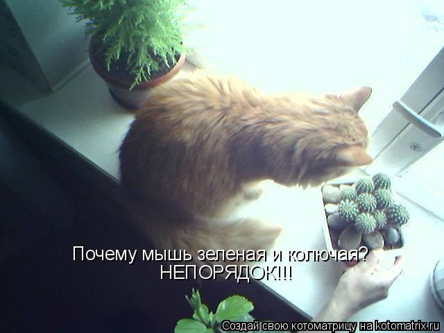 Почему мышь зеленая и колючая? НЕПОРЯДОК!!!... Котоматрица: Почему мышь зеленая и колючая? НЕПОРЯДОК!!!