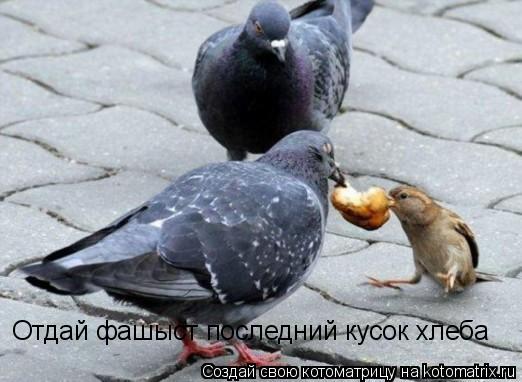 Отдай фашыст последний кусок хлеба... Котоматрица: Отдай фашыст последний кусок хлеба