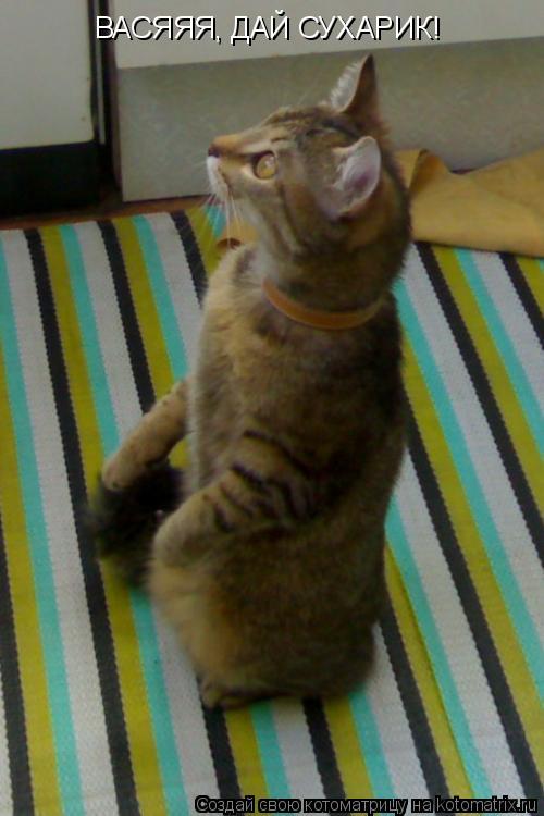 ВАСЯЯЯ, ДАЙ СУХАРИК!... Котоматрица: ВАСЯЯЯ, ДАЙ СУХАРИК!