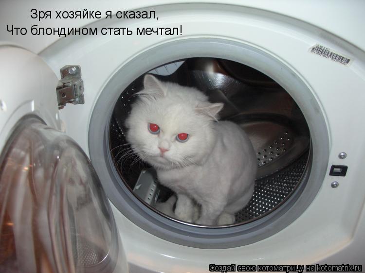 Котоматрица: Зря хозяйке я сказал, Что блондином стать мечтал!