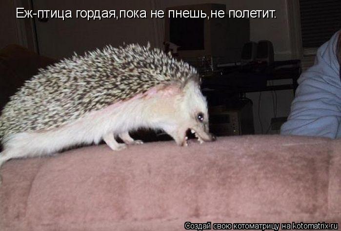 Еж-птица гордая,пока не пнешь,не полетит.... Котоматрица: Еж-птица гордая,пока не пнешь,не полетит.