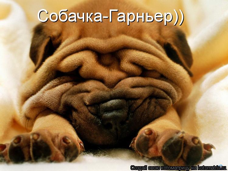 Котоматрица: Собачка-Гарньер))