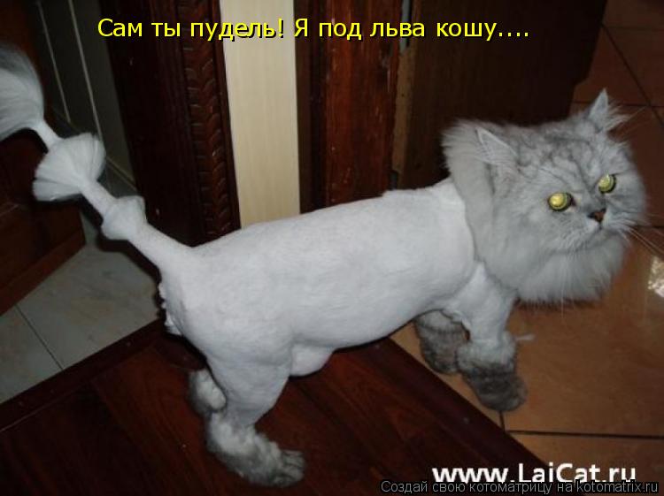 Котоматрица: Сам ты пудель! Я под льва кошу....