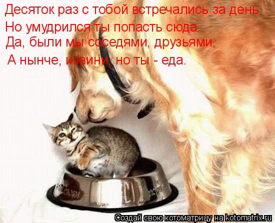 Котоматрица: Десяток раз с тобой встречались за день Да, были мы соседями, друзьями, А нынче, извини, но ты - еда. Но умудрился ты попасть сюда.