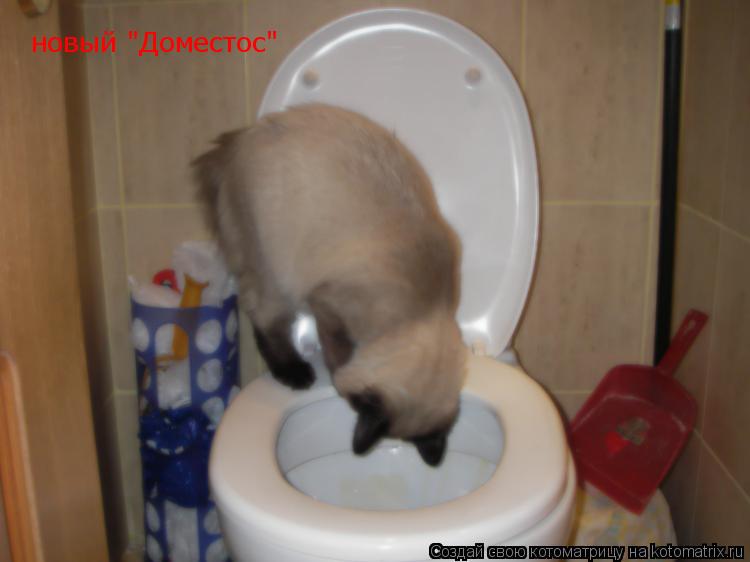 Котоматрица: новый "Доместос"