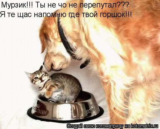 Мурзик!!! Ты не чо не перепутал??? Я те щас напомню где твой горшок!!!... Котоматрица: Мурзик!!! Ты не чо не перепутал??? Я те щас напомню где твой горшок!!!