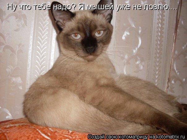 Котоматрица: Ну что тебе надо? Я мышей уже не ловлю....