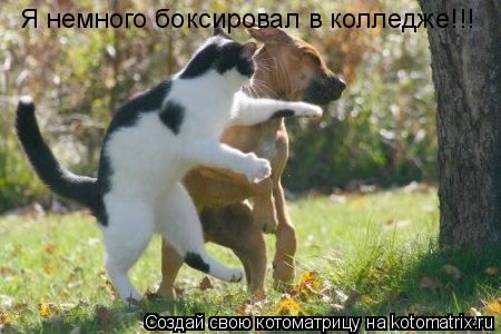 Я немного боксировал в колледже!!!... Котоматрица: Я немного боксировал в колледже!!!