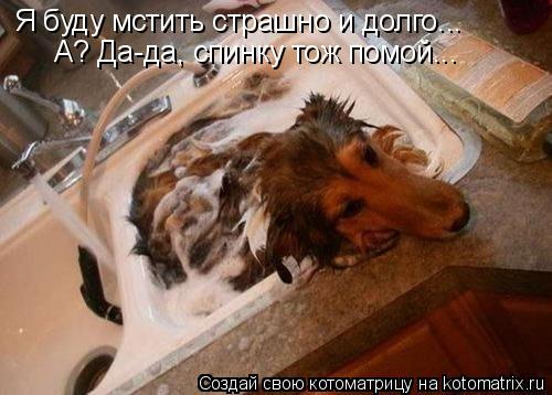 Котоматрица: Я буду мстить страшно и долго... А? Да-да, спинку тож помой...