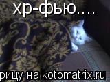 Котоматрица: хр-фью....