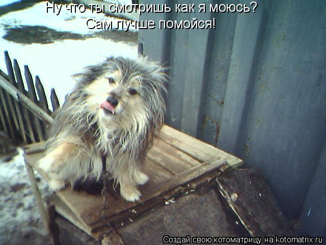 Ну что ты смотришь как я моюсь? Сам лучше помойся!... Котоматрица: Ну что ты смотришь как я моюсь? Сам лучше помойся!