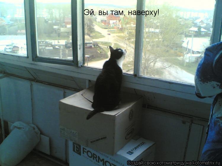 Котоматрица: Эй, вы там, наверху!