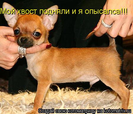 Котоматрица: Мой хвост подняли и я опысалса!!!