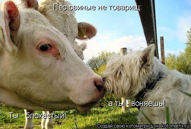 Котоматрица: Пес свиные не товарищ: Ты - блохастый!  а ты - воняешь!