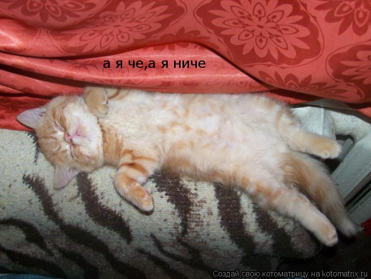 а я че,а я ниче... Котоматрица: а я че,а я ниче