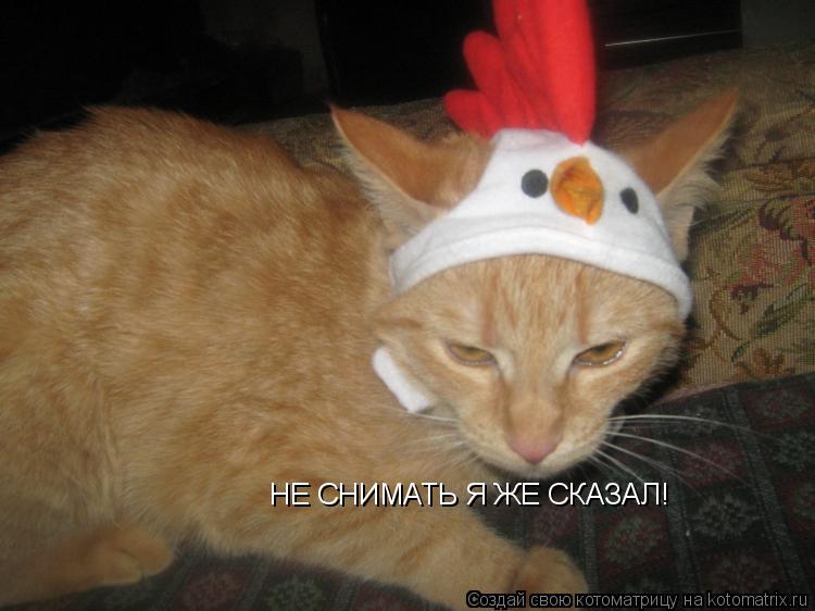 НЕ СНИМАТЬ Я ЖЕ СКАЗАЛ!... Котоматрица: НЕ СНИМАТЬ Я ЖЕ СКАЗАЛ!
