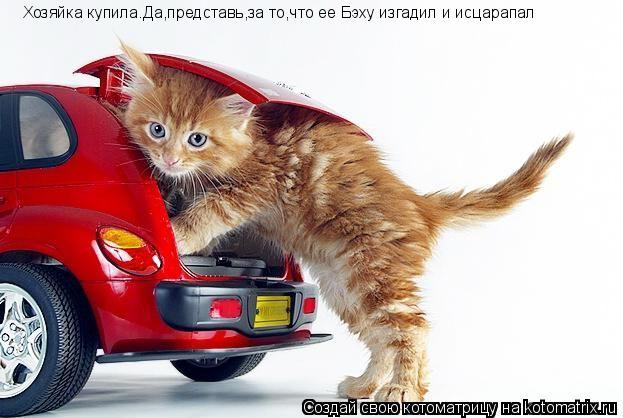 Хозяйка купила.Да,представь,за то,что ее Бэху изгадил и исцарапал... Котоматрица: Хозяйка купила.Да,представь,за то,что ее Бэху изгадил и исцарапал