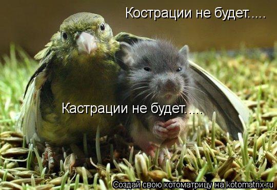 Кострации не будет..... Кастрации не будет........ Котоматрица: Кострации не будет..... Кастрации не будет.....