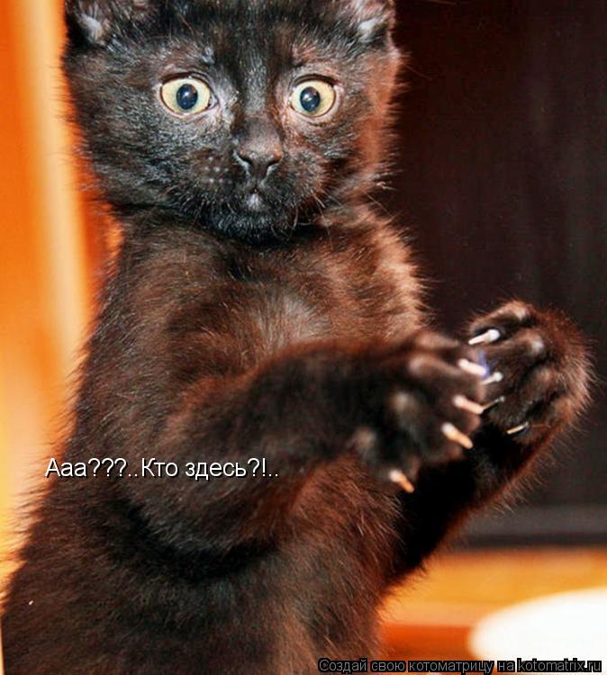 Ааа???..Кто здесь?!..... Котоматрица: Ааа???..Кто здесь?!..
