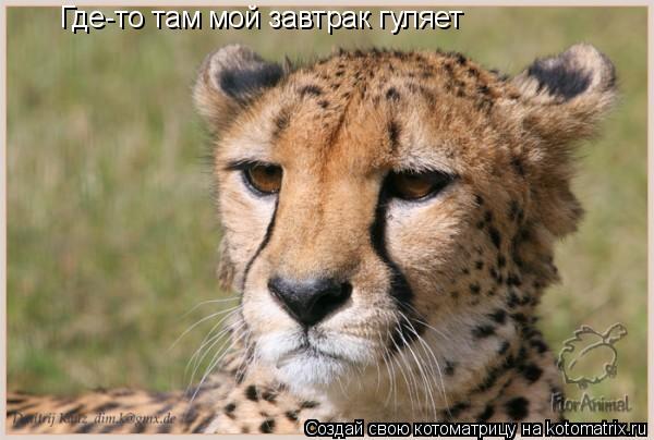 Котоматрица: Где-то там мой завтрак гуляет