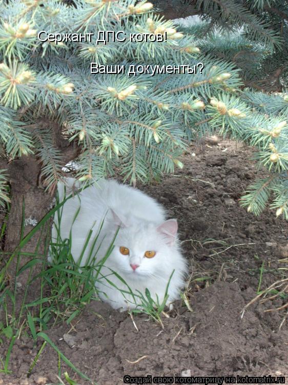 Сержант ДПС котов! Ваши документы?... Котоматрица: Сержант ДПС котов! Ваши документы?