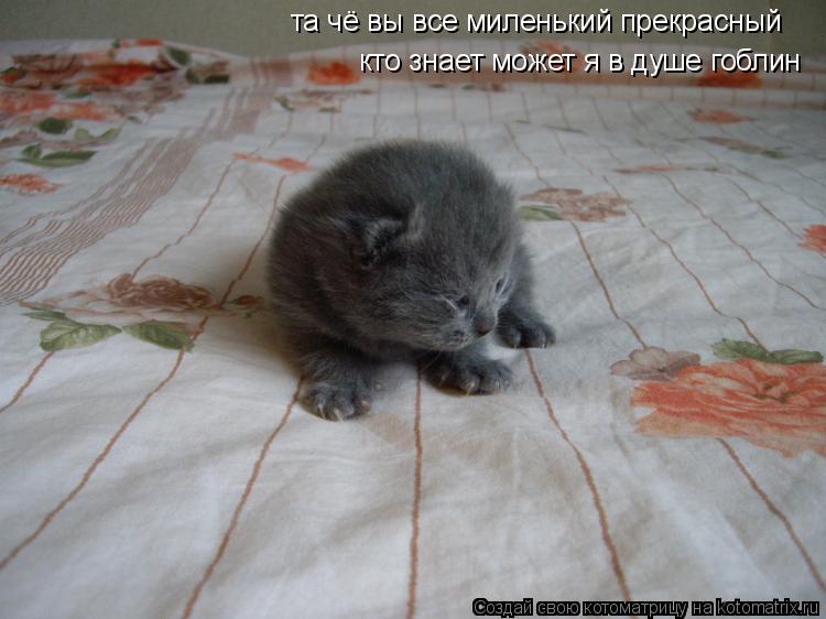 та чё вы все миленький прекрасный кто знает может я в душе гоблин... Котоматрица: та чё вы все миленький прекрасный кто знает может я в душе гоблин