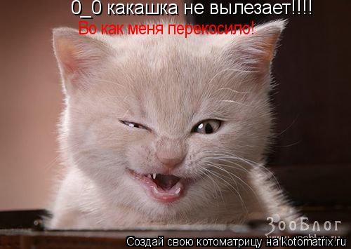 0_0 какашка не вылезает!!!! Во как меня перекосило!... Котоматрица: 0_0 какашка не вылезает!!!! Во как меня перекосило!