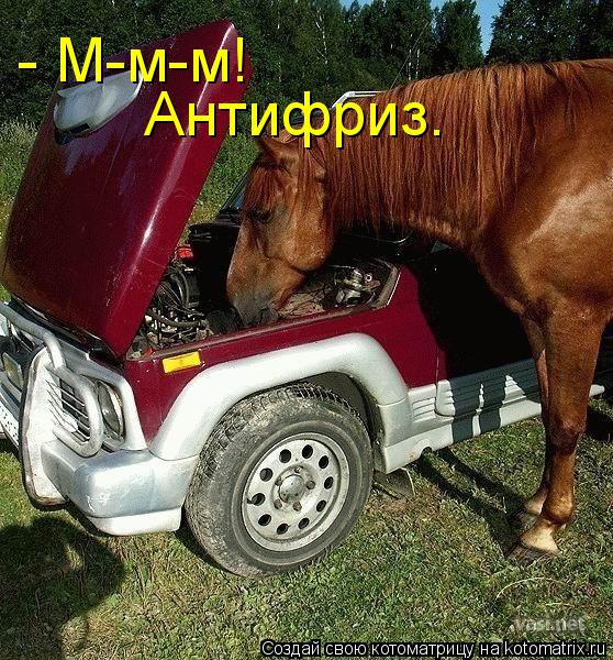 Котоматрица: - М-м-м! Антифриз.