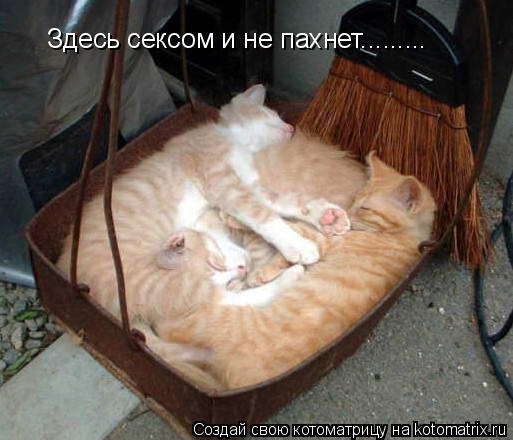 Здесь сексом и не пахнет............ Котоматрица: Здесь сексом и не пахнет.........