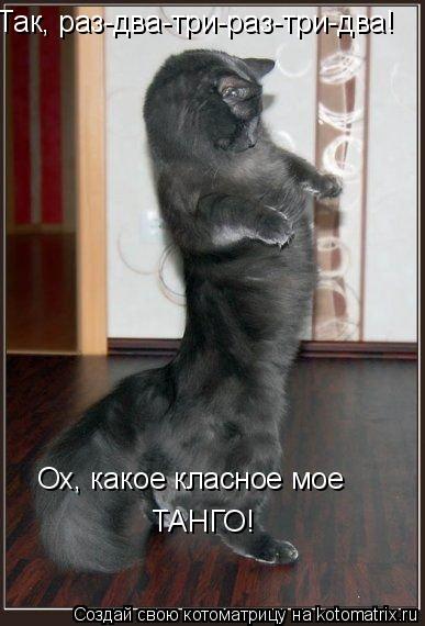Так, раз-два-три-раз-три-два! Ох, какое класное мое ТАНГО!... Котоматрица: Так, раз-два-три-раз-три-два! Ох, какое класное мое ТАНГО!