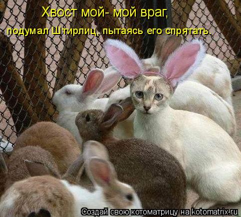 Котоматрица: подумал Штирлиц, пытаясь его спрятать. Хвост мой- мой враг,