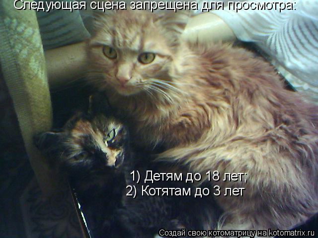 Следующая сцена запрещена для просмотра: 1) Детям до 18 лет; 2) Котятам до 3 лет... Котоматрица: Следующая сцена запрещена для просмотра: 1) Детям до 18 лет; 2) Котятам до 3 лет