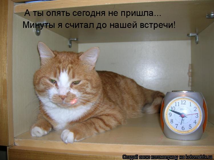 Котоматрица: А ты опять сегодня не пришла... Минуты я считал до нашей встречи!