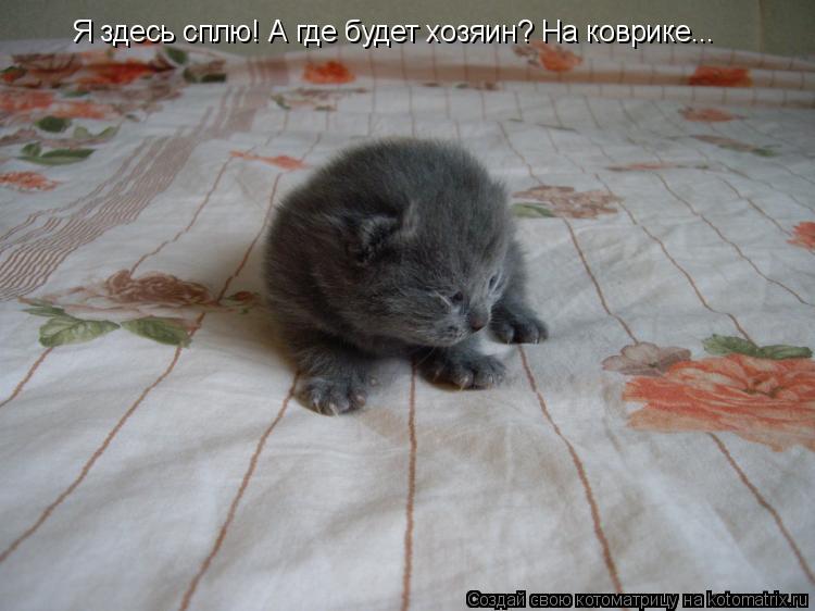 Я здесь сплю! А где будет хозяин? На коврике...... Котоматрица: Я здесь сплю! А где будет хозяин? На коврике...
