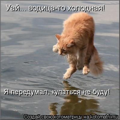 Уай... водица-то холодная! Я передумал, купаться не буду!... Котоматрица: Уай... водица-то холодная! Я передумал, купаться не буду!