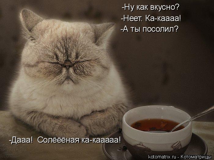 Котоматрица: -Ну как вкусно? -Неет. Ка-каааа! -А ты посолил?                                   -Дааа!  Солёёёная ка-кааааа!