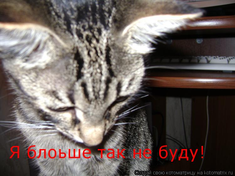 Я блоьше так не буду!... Котоматрица: Я блоьше так не буду!