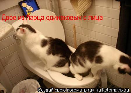 Двое из ларца,одинаковых с лица... Котоматрица: Двое из ларца,одинаковых с лица
