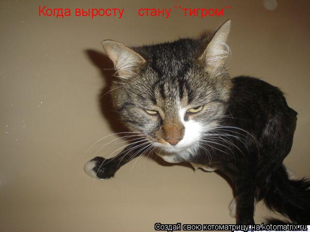 Когда выросту стану ``тигром``... Котоматрица: Когда выросту стану ``тигром``