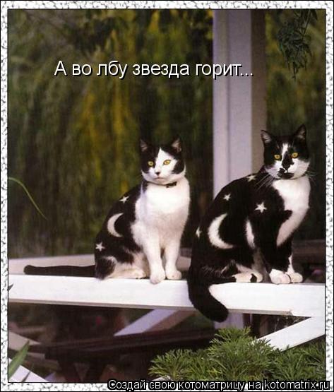 Котоматрица: А во лбу звезда горит...