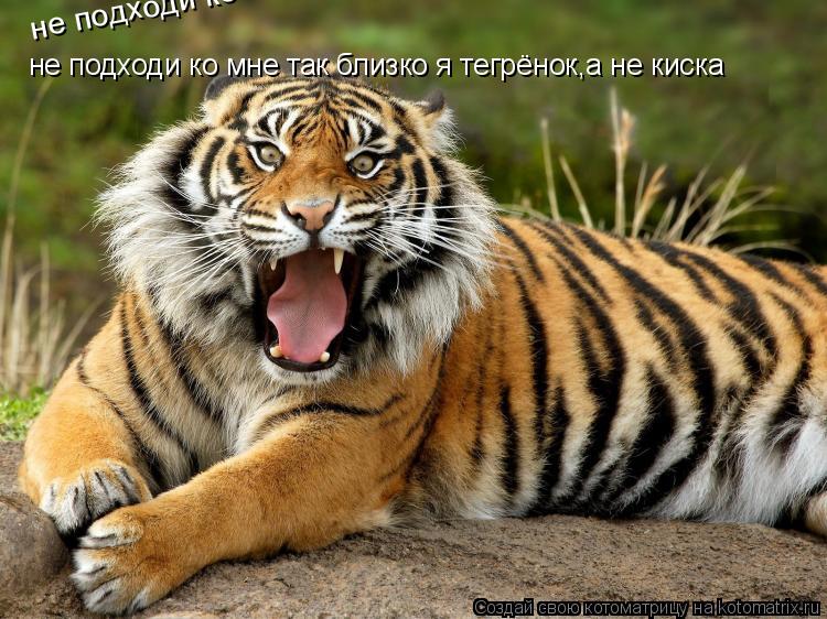 не подходи ко мне так близко я тегрёнок,а не киска не подходи ко мне так близко я тегрёнок,а не киска... Котоматрица: не подходи ко мне так близко я тегрёнок,а не киска не подходи ко мне так близко я тегрёнок,а не киска